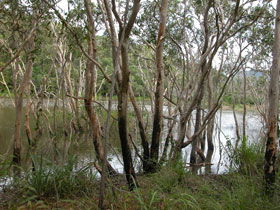 Mount Rooper Circuit And Swamp Bay Track - Accommodation Broome 0