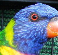 Fraser Coast Wildlife Sanctuary - Accommodation Broome