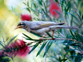 Windorah QLD Accommodation Broome