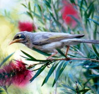Windorah Nature Drive - Accommodation Broome