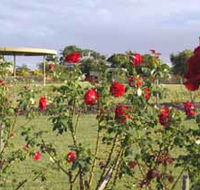 Elizabeth Park Rose Gardens - Accommodation Broome