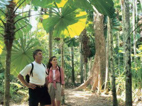 Licuala State Forest - Accommodation Broome 0