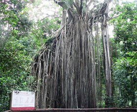 Curtain Fig National Park - Accommodation Broome 0