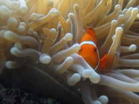 Flat Rock Dive Site - Accommodation Broome 0