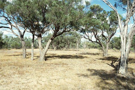 Forest Den National Park - Accommodation Broome 0