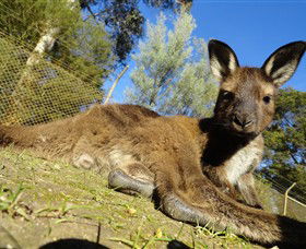 Ballarat Wildlife Park - Accommodation Broome 0