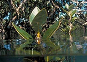 Jawbone Marine Sanctuary - Accommodation Broome 0