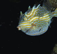 Mushroom Reef Marine Sanctuary - Accommodation Broome
