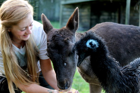 Great Ocean Road Wildlife Park - Accommodation Broome 2