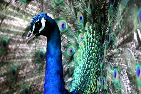 Great Ocean Road Wildlife Park - Accommodation Broome 5