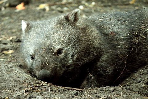 Great Ocean Road Wildlife Park - Accommodation Broome 7