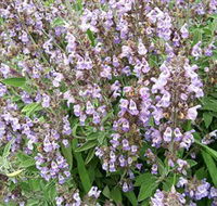 Otway Herbs - Accommodation Broome