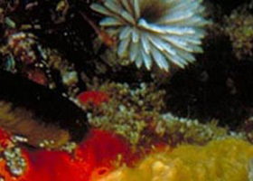 Point Cooke Marine Sanctuary - Accommodation Broome 0