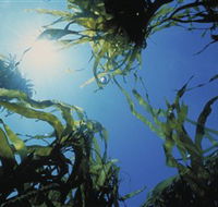 Marengo Reefs Marine Sanctuary - Accommodation Broome