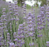 Warratina Lavender Farm - Accommodation Broome