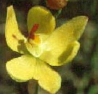 Langwarrin Flora and Fauna Reserve - Accommodation Broome