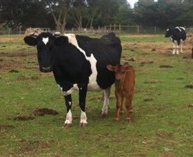 Animal Land Children's Farm - Accommodation Broome 0