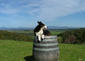 Windy Ridge Vineyard And Winery - Accommodation Broome 0