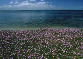 The Lakes National Park - Accommodation Broome 0