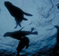 The Arches Marine Sanctuary - Accommodation Broome