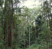 Bongil Bongil National Park - Accommodation Broome