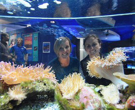Solitary Islands Aquarium - Accommodation Broome 0