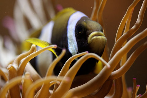 Solitary Islands Aquarium - Accommodation Broome 1