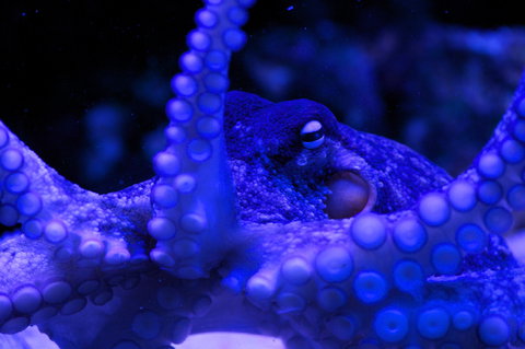 Solitary Islands Aquarium - Accommodation Broome 2