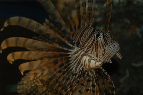 Solitary Islands Aquarium - Accommodation Broome 4