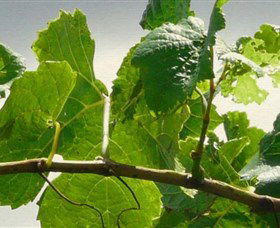 Angullong Wines - Accommodation Broome 1