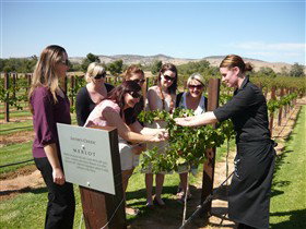 Jacob's Creek Vineyard Tour - Accommodation Broome 2