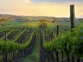 Nepenthe Wines - Accommodation Broome 3