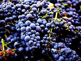 Nandroya Vineyard - Accommodation Broome 0