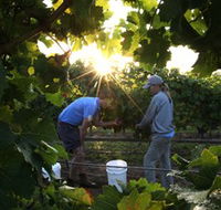 Oakdene Vineyards Restaurant and Cellar Door - Accommodation Broome