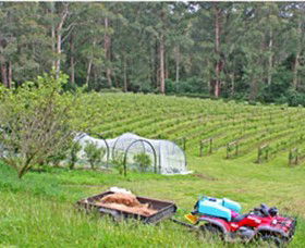 Peveril Vineyard/Beechy Berries - Accommodation Broome 1