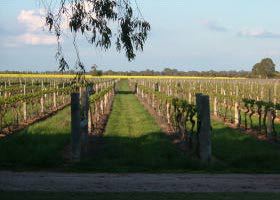 Water Wheel Vineyards - Accommodation Broome 0