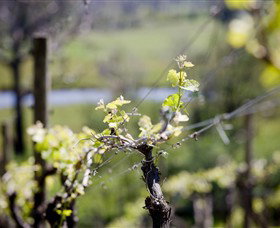 Whistling Eagle Vineyard - Accommodation Broome 0