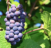 Tinderbox Vineyard - Accommodation Broome
