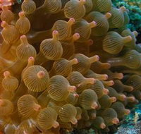Coral Gardens Dive Site Mooloolaba - Accommodation Broome
