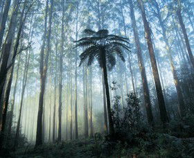 Yarra Ranges National Park - Accommodation Broome 0