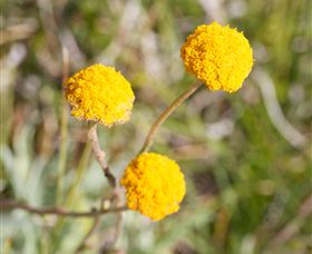 Billy Button Wines - Accommodation Broome 2