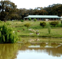 Clearview Alpacas - Accommodation Broome