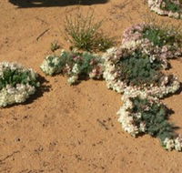 Coorow Wreath Flowers - Accommodation Broome