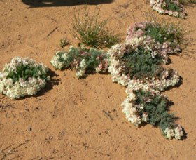 Coorow Wreath Flowers - Accommodation Broome 0