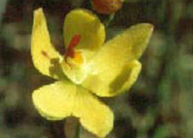 Langwarrin Flora And Fauna Reserve - Accommodation Broome 0