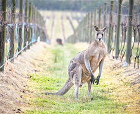 Yabby Lake Vineyard & Cellar Door - Accommodation Broome 8