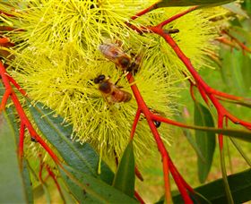 Ungulla Country Garden - Accommodation Broome 6