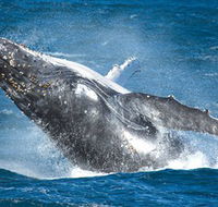Sydney Whale Watching - Accommodation Broome