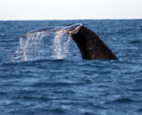 Sydney Eco Whale Watching - Accommodation Broome 1