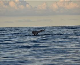 Sydney Eco Whale Watching - Accommodation Broome 2